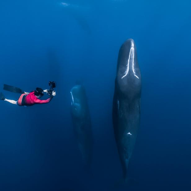 CHASING OCEAN GIANTS Patrick up close to the sleeping giants, sperm whales.